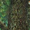 forest-2